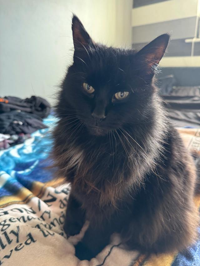 My nightmare of a cat.